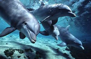 dolphins-bottlenose