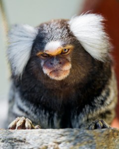 20923896230_3902122934_b