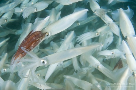 common-squid-mating-eggs-019803