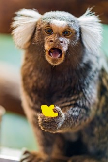 Lemon Marmoset